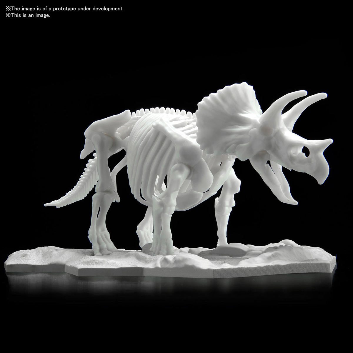 Triceratops Limex Skeleton - Glacier Hobbies - Bandai