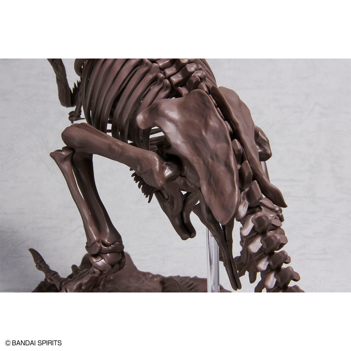 Imaginary Skeleton 1/32 Tyrannosaurus - Glacier Hobbies - Bandai